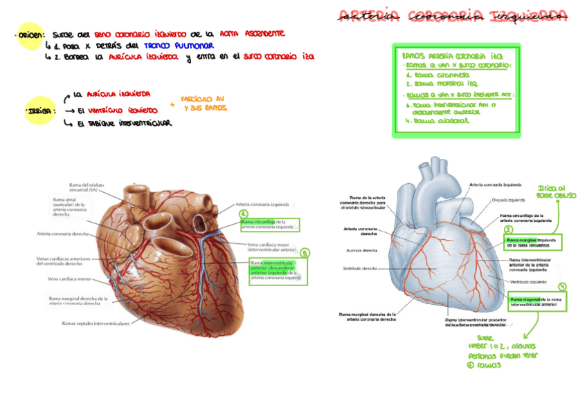 Miniatura del documento Arteria-coronaria-izquierda.pdf