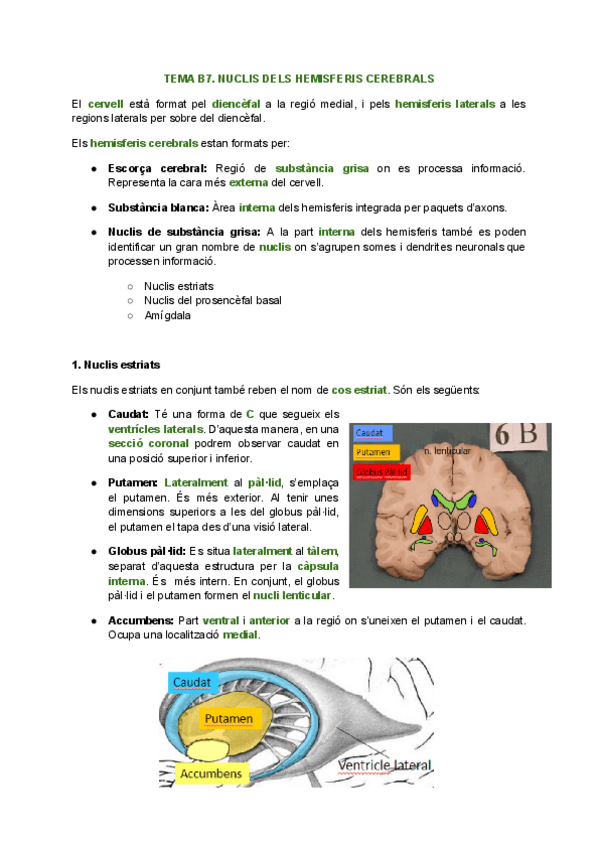 Miniatura del documento NEUROANATOMIA-TEMA-7.-NUCLIS-DELS-HEMISFERIS-CEREBRALS.pdf