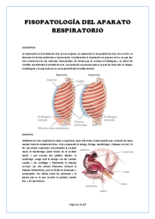 Miniatura del documento Apuntes.-Alteraciones-respiratorias.pdf