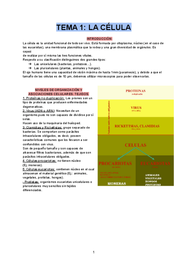 Miniatura del documento APUNTES-BIOLOGIA.pdf