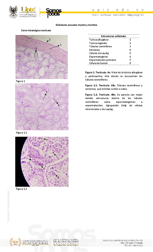 Miniatura del documento Album-histologia-1.pdf