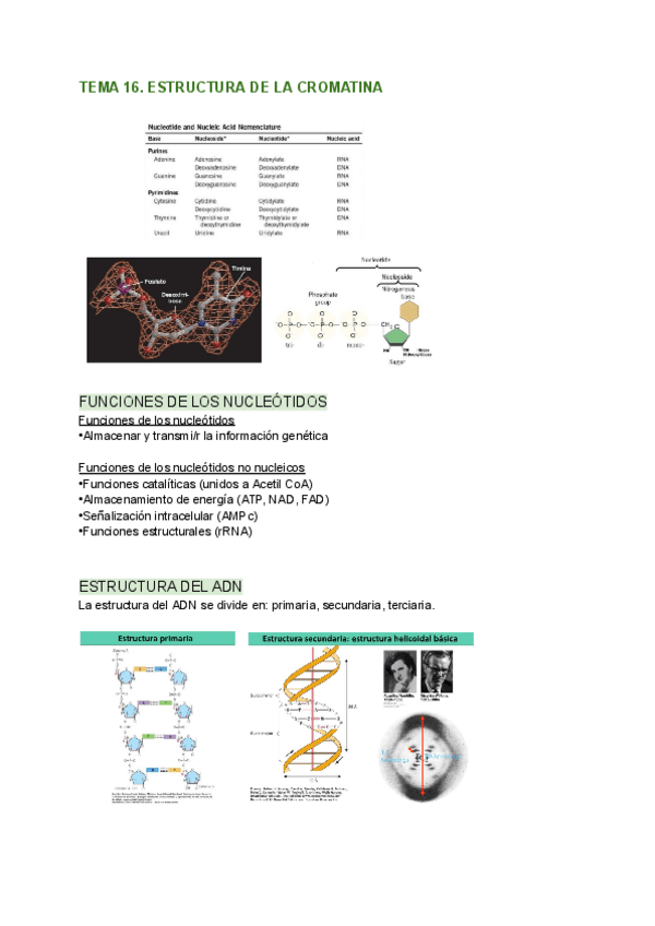 Miniatura del documento TEMA-16.-ESTRUCTURA-DE-LA-CROMATINA.pdf