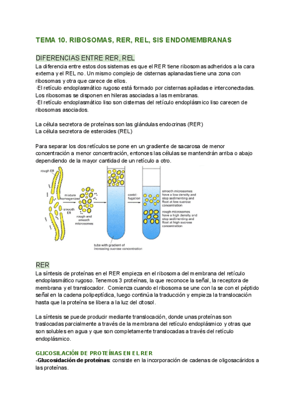 Miniatura del documento TEMA-10.-RIBOSOMAS-RER-REL.pdf
