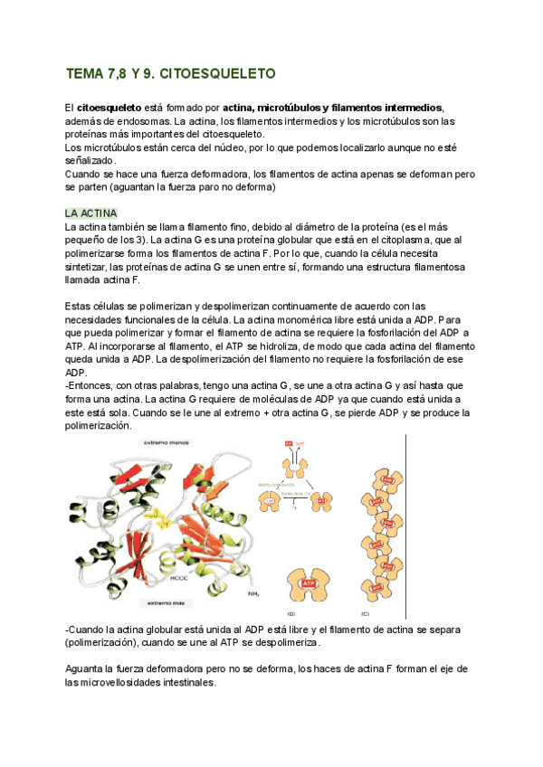 Miniatura del documento TEMA-78-Y-9.-CITOESQUELETO.pdf