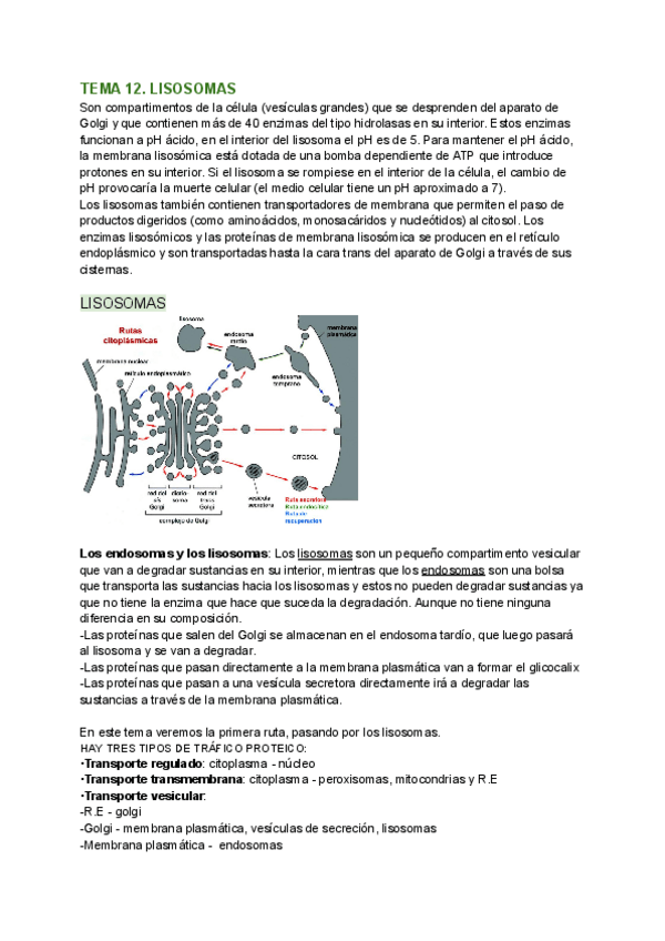 Miniatura del documento TEMA-12.-LISOSOMAS-ENDOCITOSIS.pdf