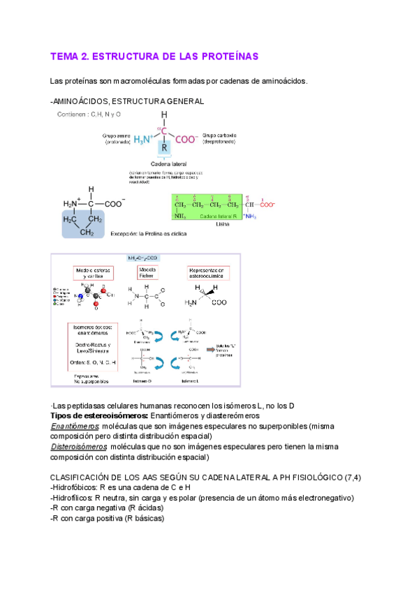 Miniatura del documento TEMA-2.-ESTRUCTURA-DE-PROTEINAS.pdf