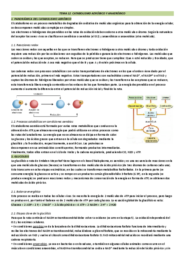 Miniatura del documento Catabolismo aeróbico y anaeróbico.pdf