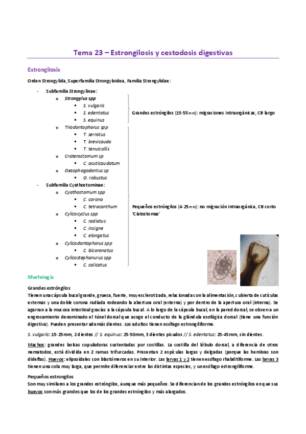 Miniatura del documento Tema-23EP.-Estrongilosis-y-cestodosis-digestivas.pdf