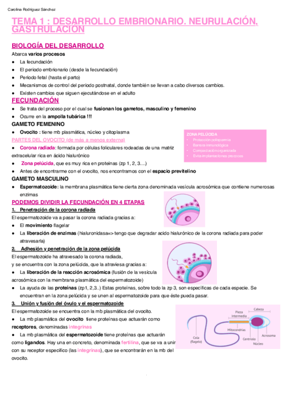Miniatura del documento TEMA-1-DESARROLLO-EMBRIONARIO.-NEURULACION-GASTRULACION.pdf