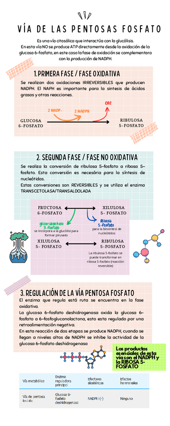 Miniatura del documento via-de-las-pentosas-fosfato-esquema.pdf