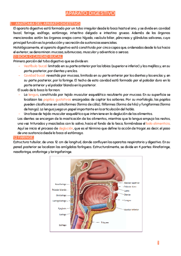 Miniatura del documento APARATO-DIGESTIVO.pdf
