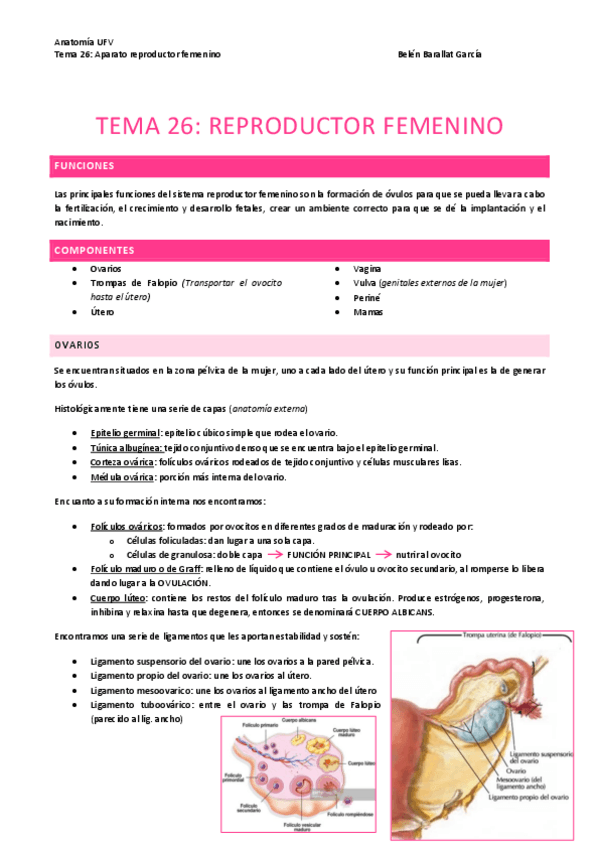 Miniatura del documento Anatomia-T24.pdf