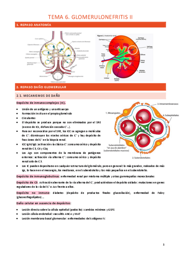 Miniatura del documento TEMA-6.-GLOMERULONEFRITIS-II.pdf