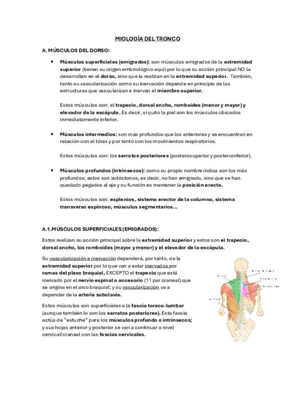 Miniatura del documento MUSCULOS-DEL-DORSO.pdf
