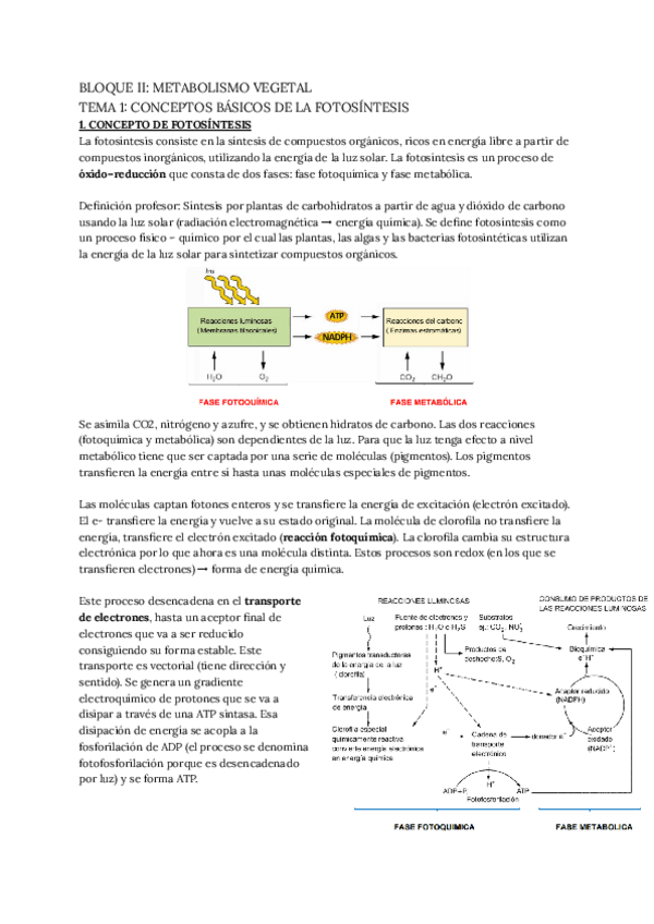 Miniatura del documento TEMAS-1-4-METABOLISMO-VEGETAL.pdf
