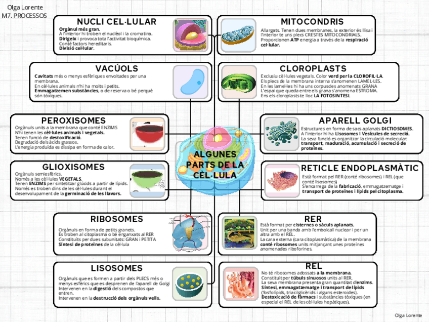 Miniatura del documento MAPA-CONCEPTUAL-PARTS-CEL.LULA.pdf