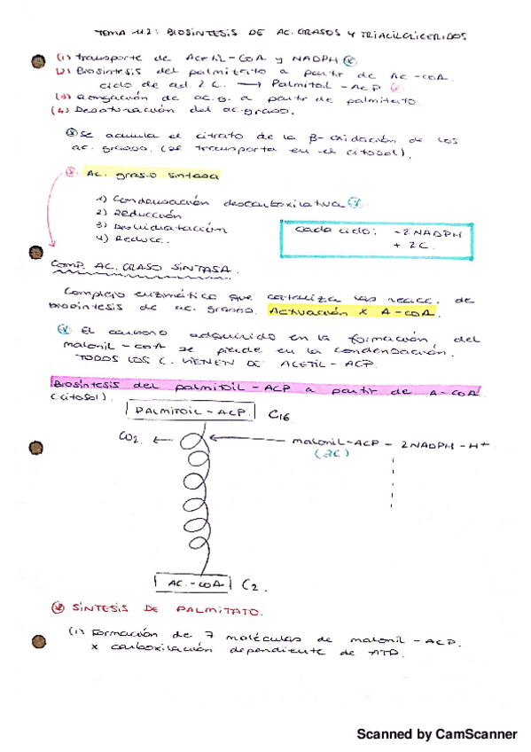 Miniatura del documento T11.1.Biosintesis de aagg-20180912163311.pdf