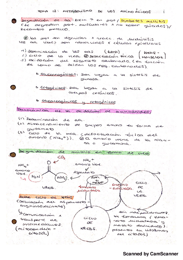Miniatura del documento T12.Metabolismo de aa-20180912163255.pdf