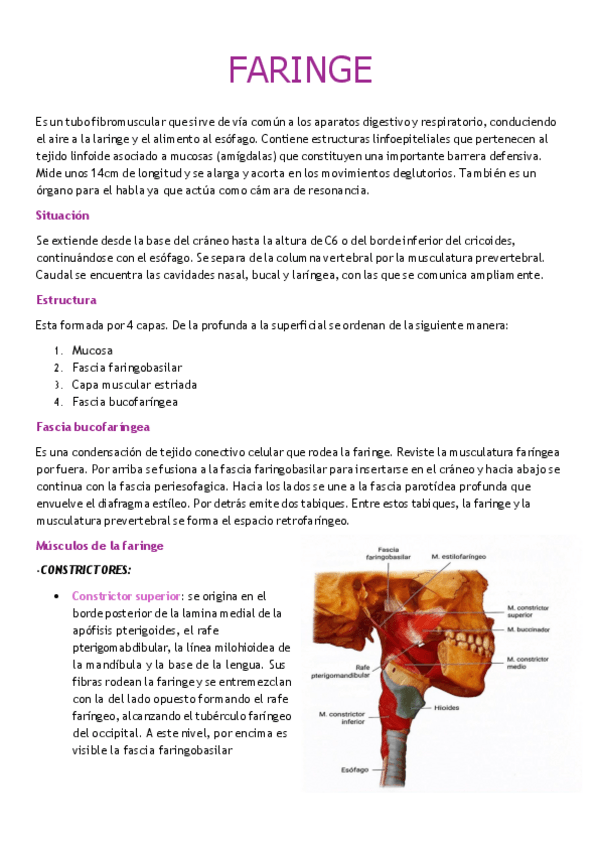 Miniatura del documento FARINGE.pdf