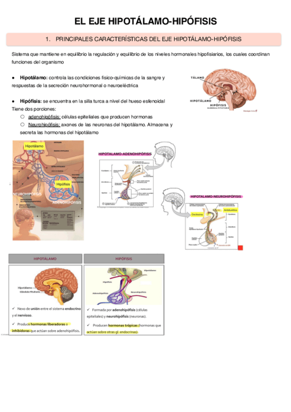 Miniatura del documento El-eje-hipotalamo-hipofisis-2.pdf