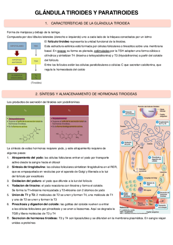 Miniatura del documento Glandula-tiroides-y-paratiroides-3.pdf