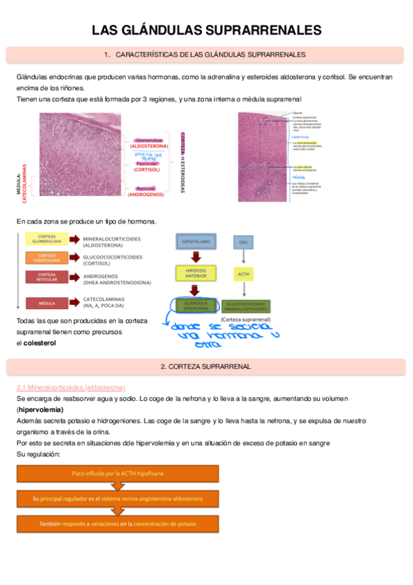 Miniatura del documento Las-glandulas-suprarrenales-4.pdf