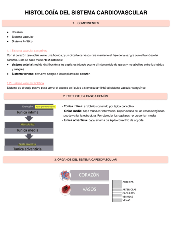 Miniatura del documento Histologia-del-sistema-cardiovascular-7.pdf