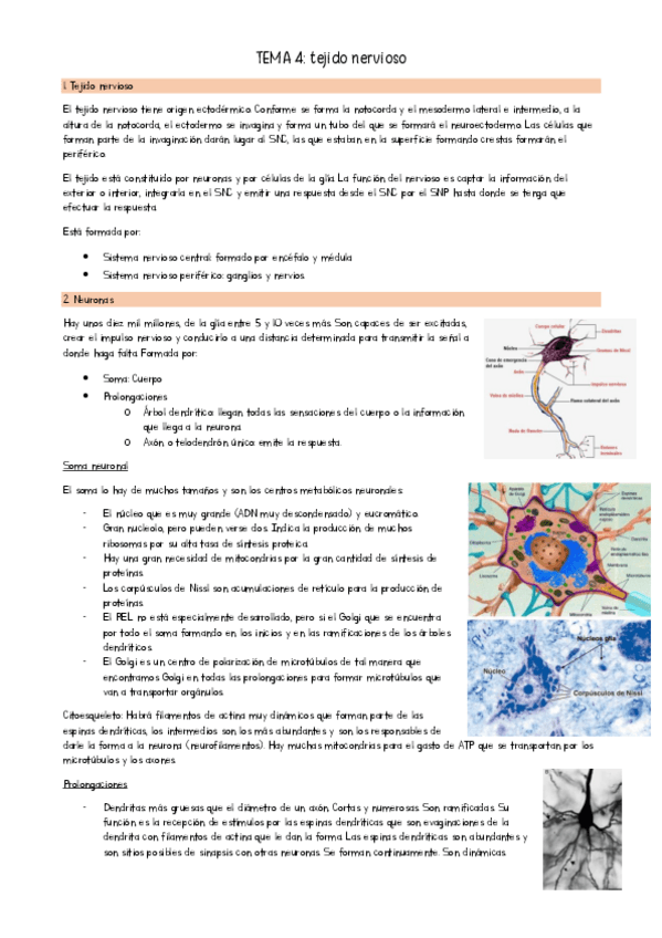 Miniatura del documento TEMA-4-BCH-II.pdf