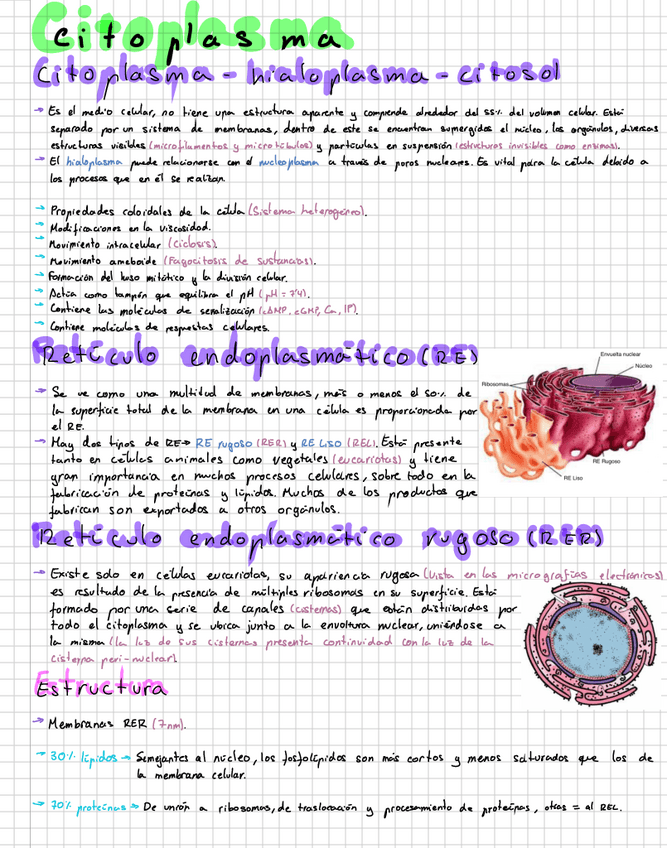 Miniatura del documento El-citoplasma.pdf