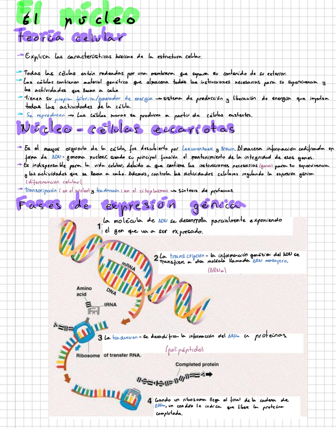 Miniatura del documento El-nucleo.pdf