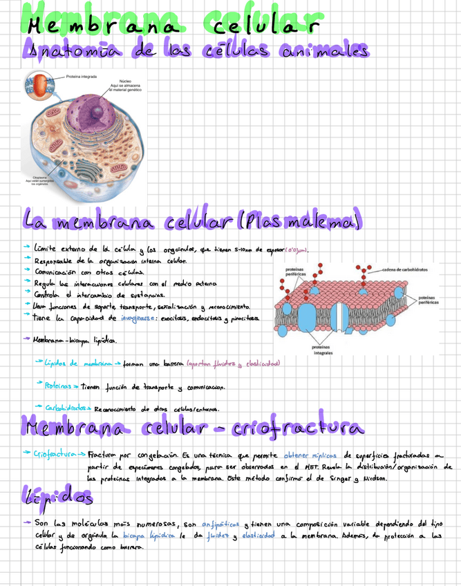 Miniatura del documento Membrana-celular.pdf