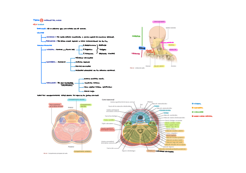Miniatura del documento Musculos-cuello.pdf