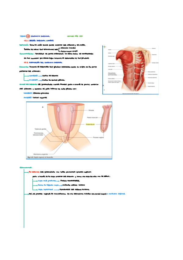 Miniatura del documento Conducto-Inguinal.pdf