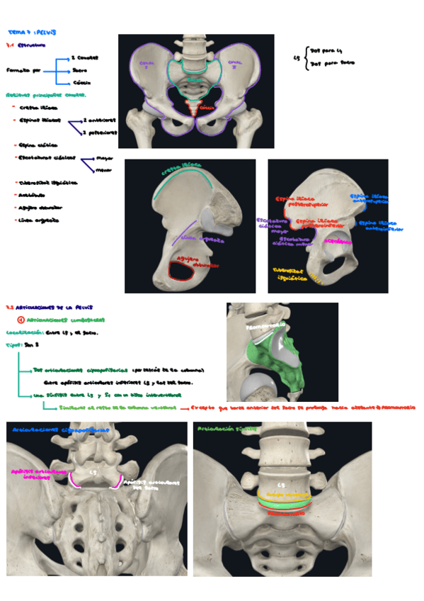 Miniatura del documento Pelvis.pdf
