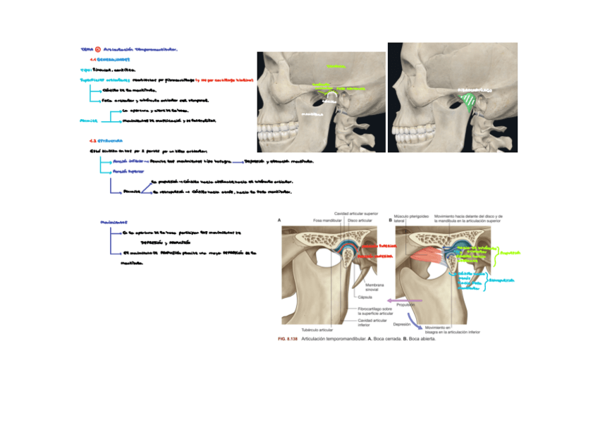 Miniatura del documento Mandibula.pdf