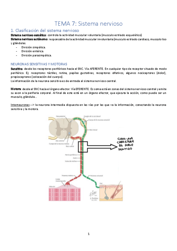 Miniatura del documento T7-fisio-Sistema-nervioso.pdf