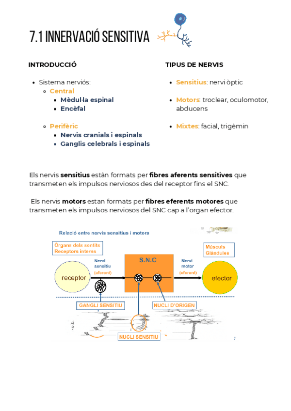 Miniatura del documento 7.1-Innervacio-sensitiva.pdf