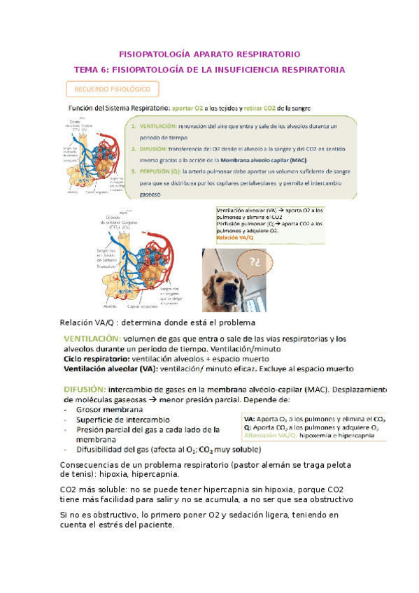 Miniatura del documento Sistema-respiratorio.docx
