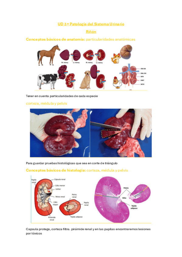 Miniatura del documento sistema-renal.pdf