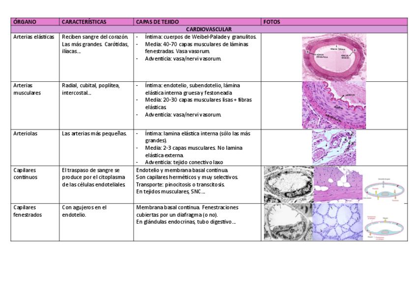Miniatura del documento cardiovascular.pdf