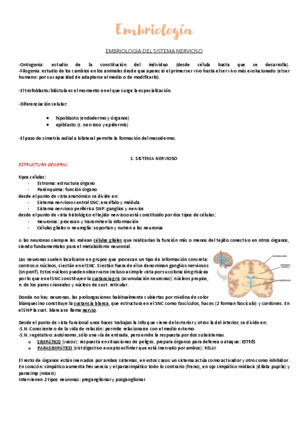 Miniatura del documento Embriologia.pdf