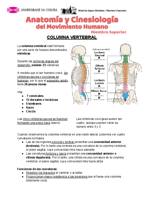 Miniatura del documento Anatomia-Miembro-Superior-1ra-Parte.pdf