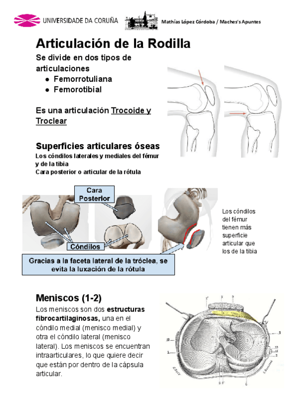 Miniatura del documento Anatomia-Miembro-Inferior-2da-Parte.pdf