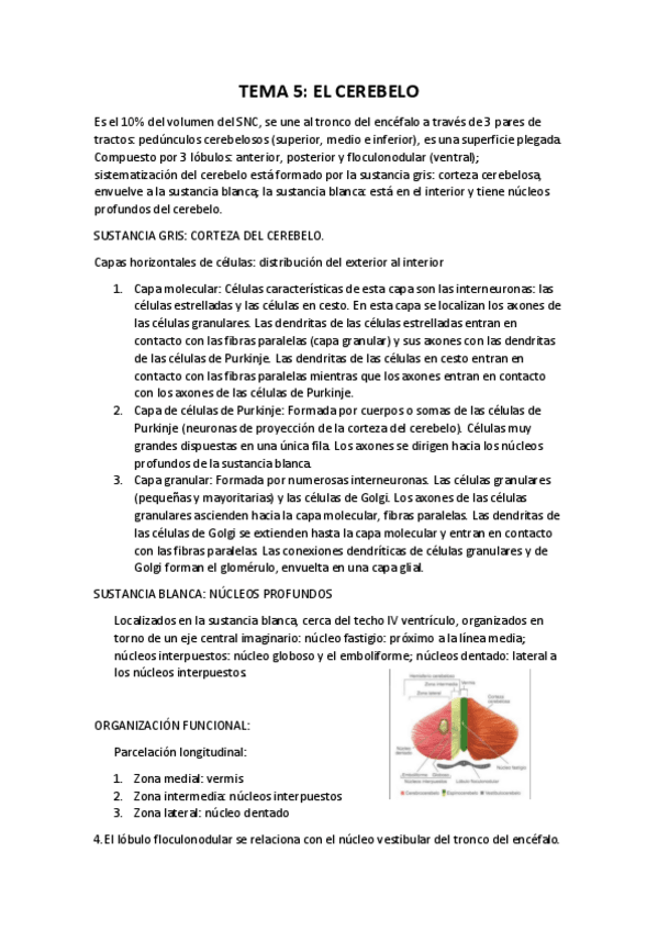 Miniatura del documento TEMA-5-psicobiologia-II.pdf
