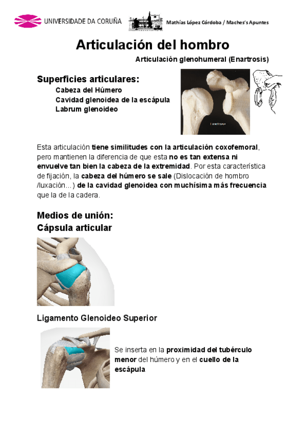 Miniatura del documento Anatomia-Miembro-Superior-3ra-Parte.pdf