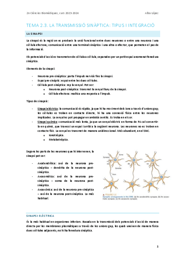 Miniatura del documento Tema-2.3.-La-transmissio-sinaptica-tipus-i-integracio.pdf