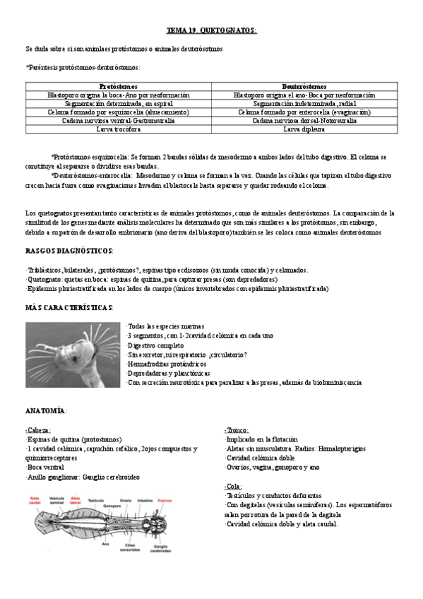 Miniatura del documento tema 19 a.-quetognatos.pdf