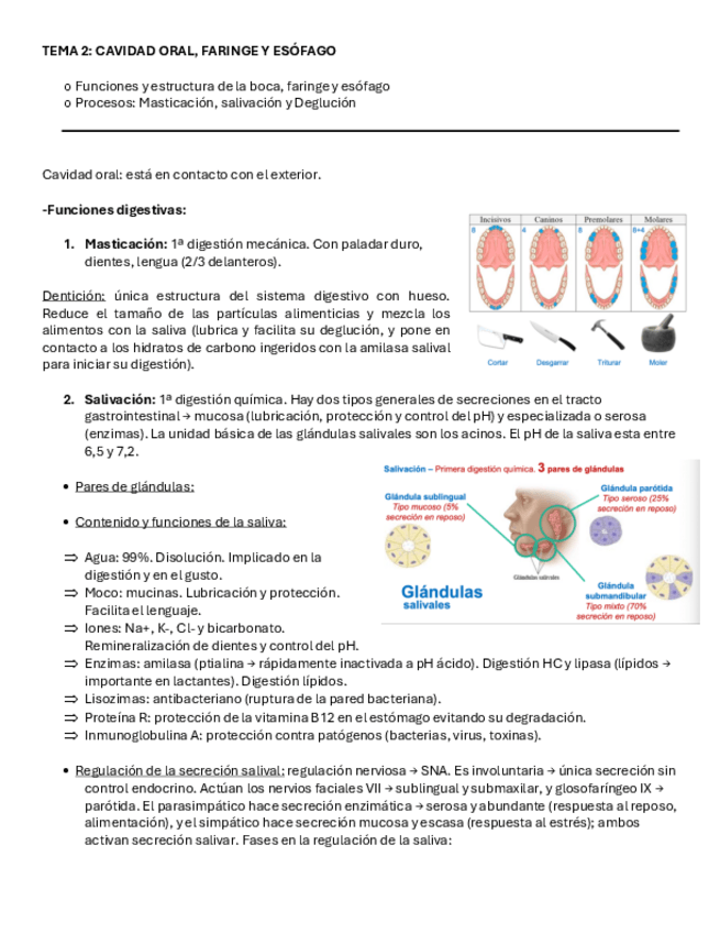 Miniatura del documento T.2-Sistema-digestivo.pdf
