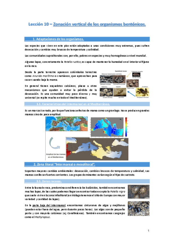 Miniatura del documento Leccion-10-Zonacion-vertical-de-los-organismos-bentonicos..pdf