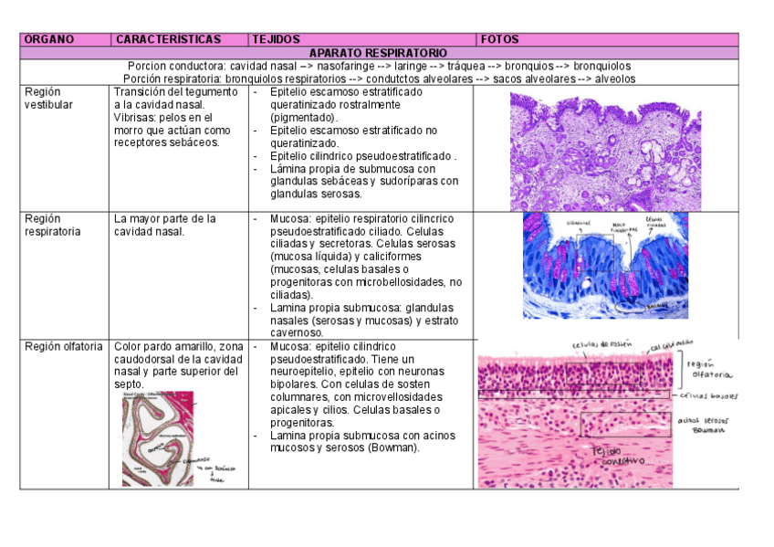 Miniatura del documento aparato-respiratorio.pdf